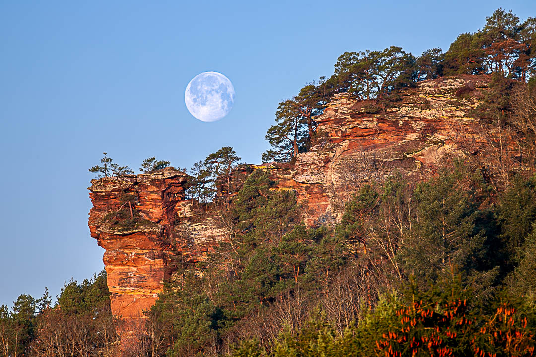 Vollmond am Sprinzelfelsen. Der rote Sandstein wird vom warme Morgenlicht beleuchtet.