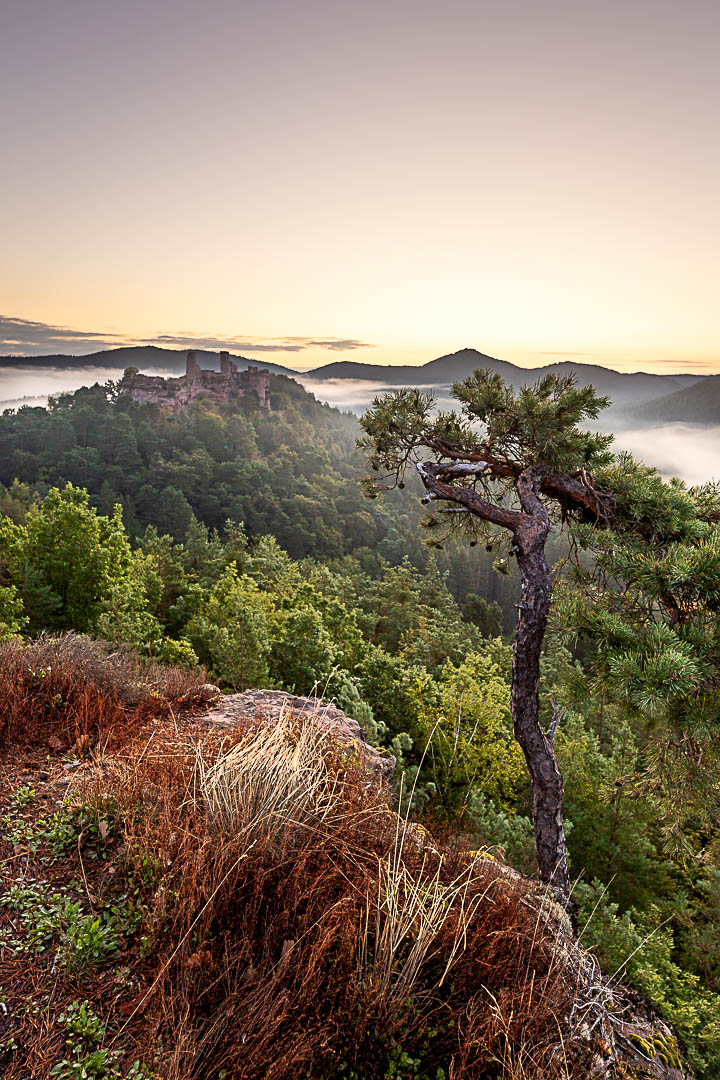 Nebeliger Sonnenmorgen an der Burg Altdahn. Im Vordergrund eine typische Wetterkiefer.