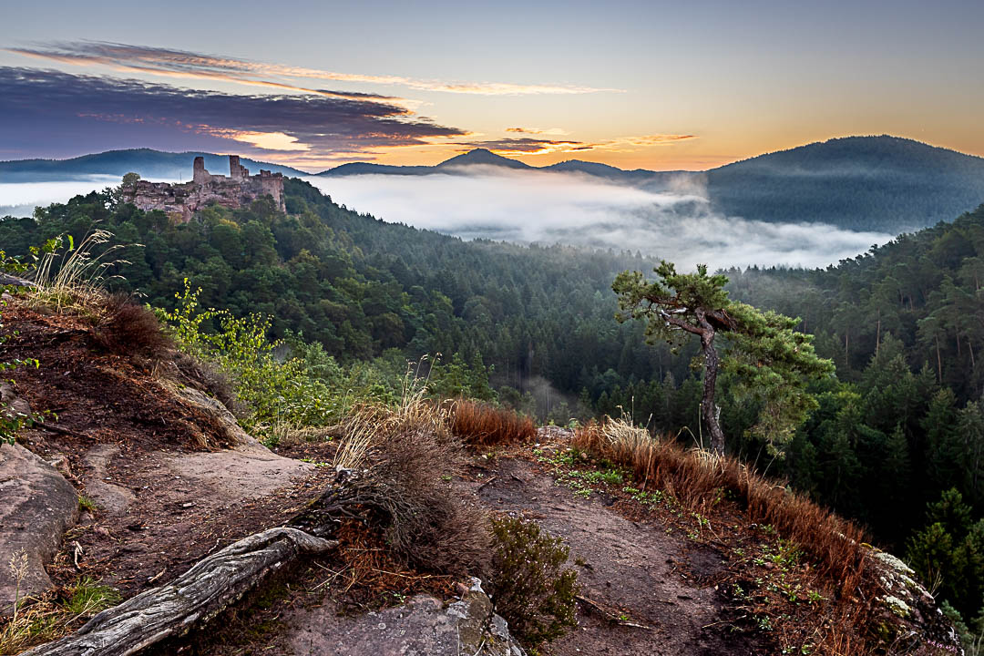 Sommermorgen an der Burg Altdahn. Im Vordergrund eine typische Wetterkiefer. Eine dicke Nebelwolken zieht ins Tal ebenso wie ein Wolkenband das von der Sonne beleuchtet wird