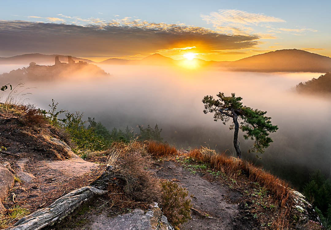 Sommermorgen an der Burg Altdahn. Im Vordergrund eine typische Wetterkiefer. Eine dicke Nebelwolken zieht ins Tal ebenso wie ein Wolkenband das von der Sonne beleuchtet wird