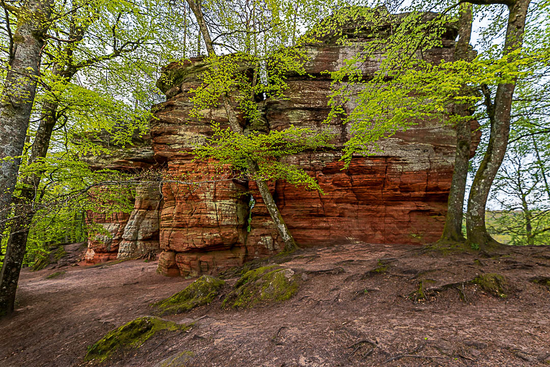 Altschlossfelsen umgeben von Bäumen mit frischen Laub. Wunderschöner Sandsteinfelsen im Pfälzerwald