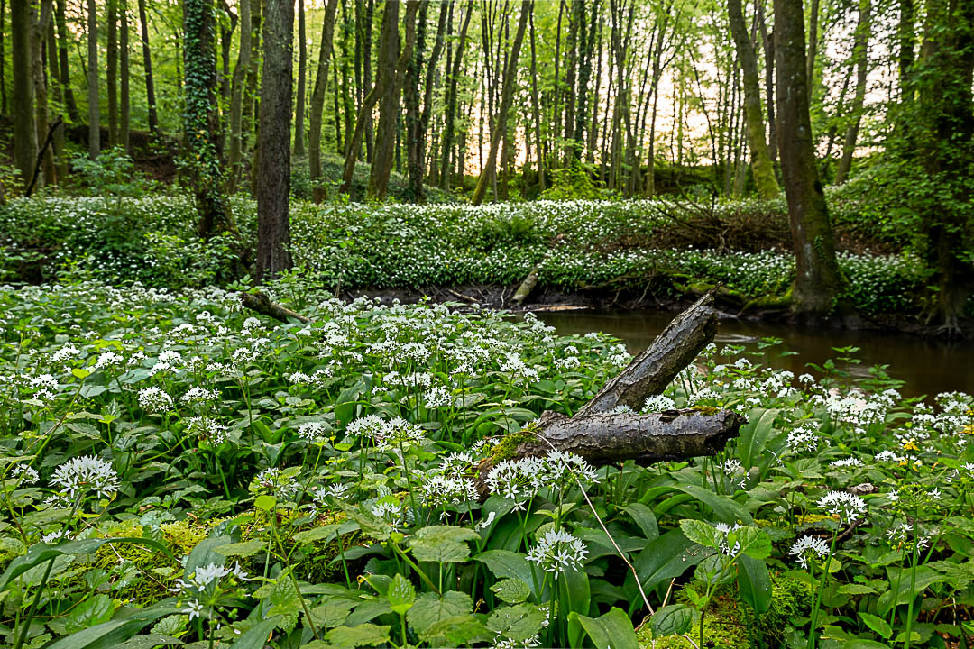 Der Bärlauch blüht in den Auen in frischen Grün des Frühlings