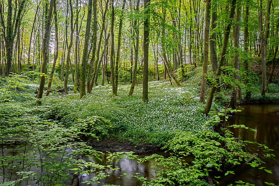 Der Bärlauch blüht in den Auen mit seinem Bachlauf in frischen Grün des Frühlings