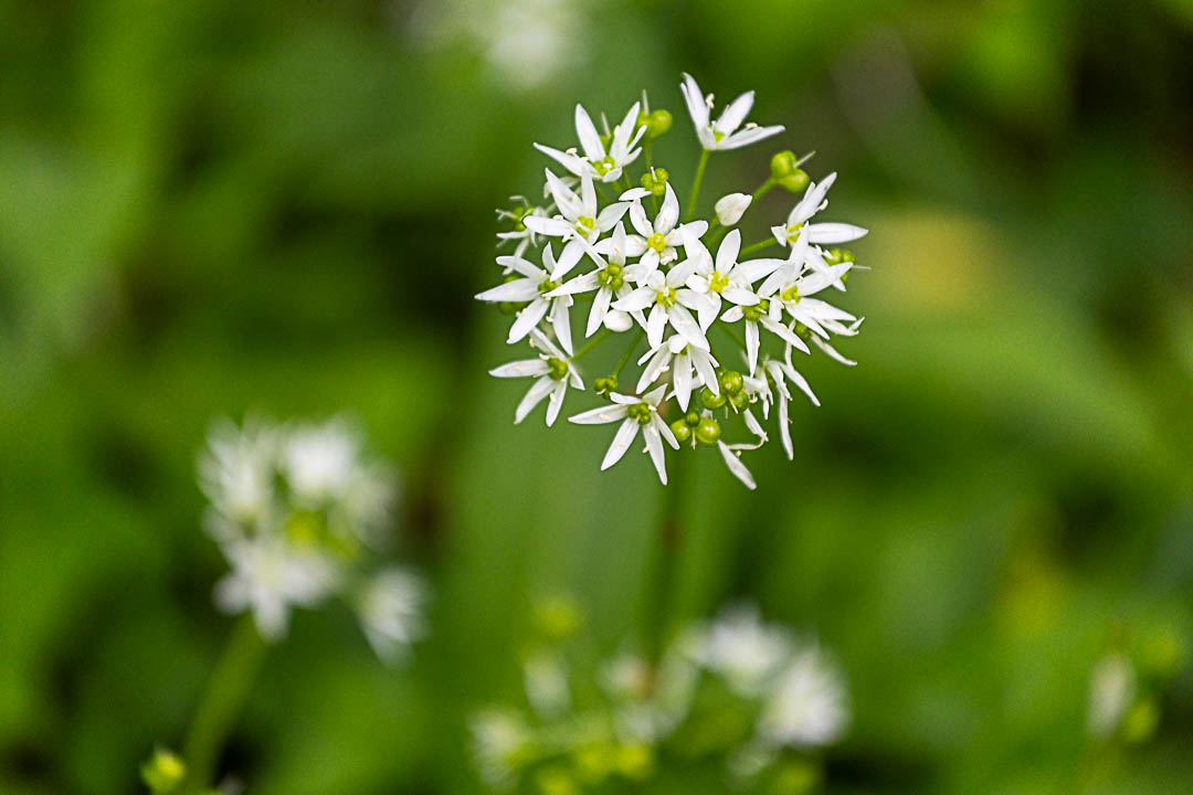 Bärlauchblüte in Groß