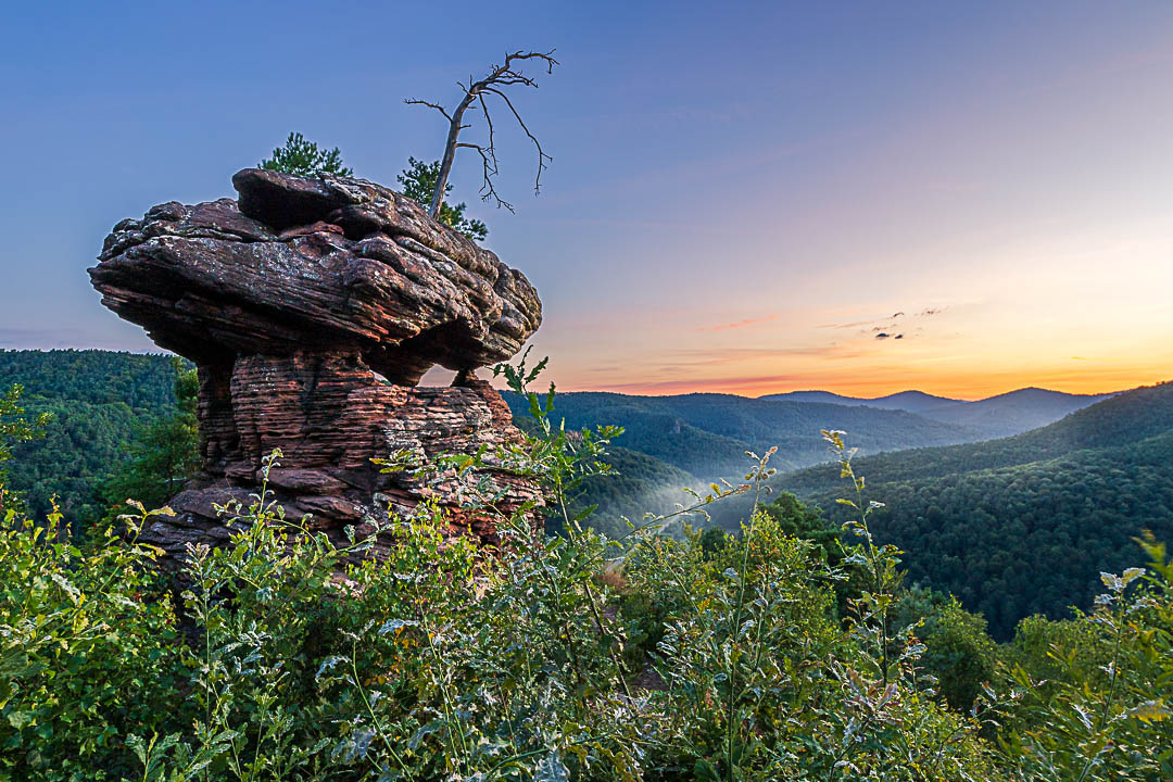 Morgenröte am Runden Hut mit seinem markanten Felsen und dem verdorten Bäumchen bei zartem Nebel