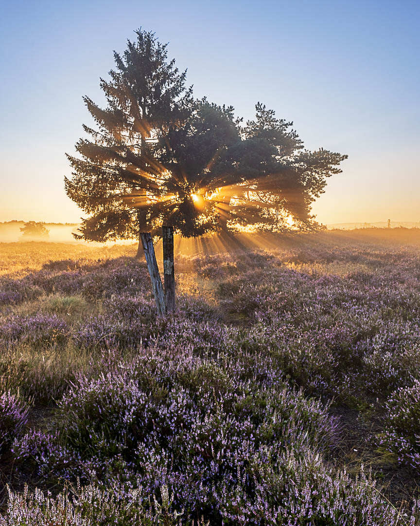 Blüte der Heide in der Mehlinger Heide, Pfalz, bei Nebel und seinem Sonnenstern durch die Bäume bei der aufgehenden Sonne