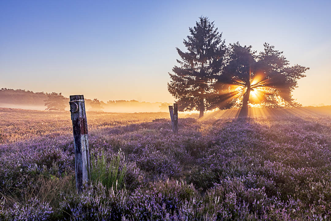 Blüte der Heide in der Mehlinger Heide, Pfalz, bei Nebel und seinem Sonnenstern durch die Bäume bei der aufgehenden Sonne