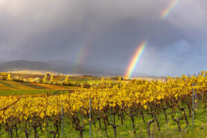 Wasgau, Herbst, Indian summer, Weinberge, buntes Laub, Pfälzerwald, Regenbogen