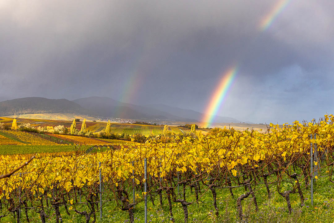 Wasgau, Herbst, Indian summer, Weinberge, buntes Laub, Pfälzerwald, Regenbogen