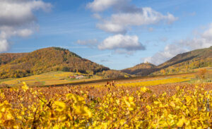 Wasgau, Herbst, Indian summer, Weinberge, buntes Laub, Pfälzerwald
