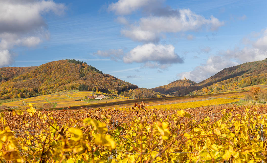 Wasgau, Herbst, Indian summer, Weinberge, buntes Laub, Pfälzerwald